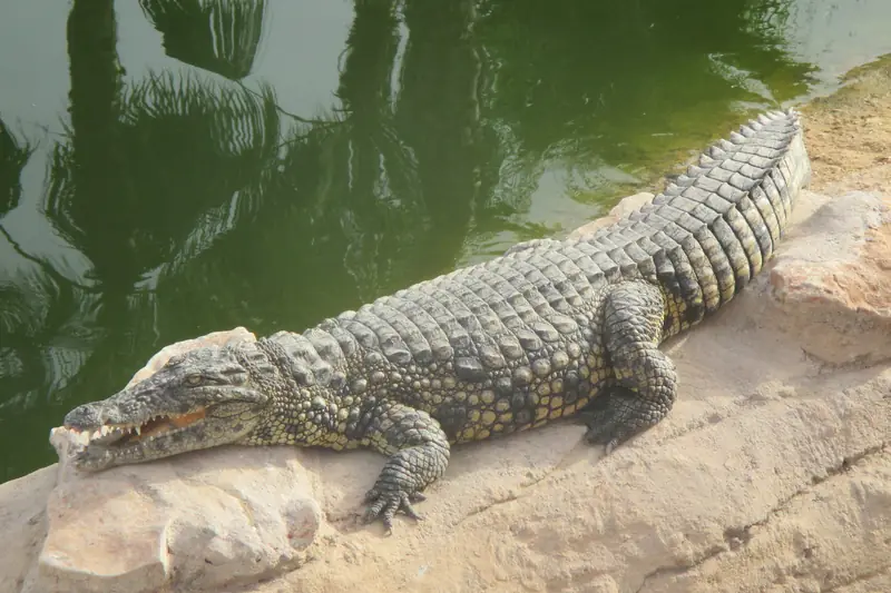 Nile crocodile resting on a rock beside a pool at Crocoparc Agadir