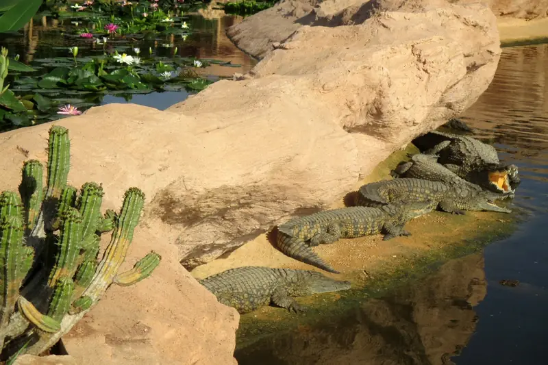 Crocodiles resting beside a pool among cacti and water lilies at Crocoparc Agadir